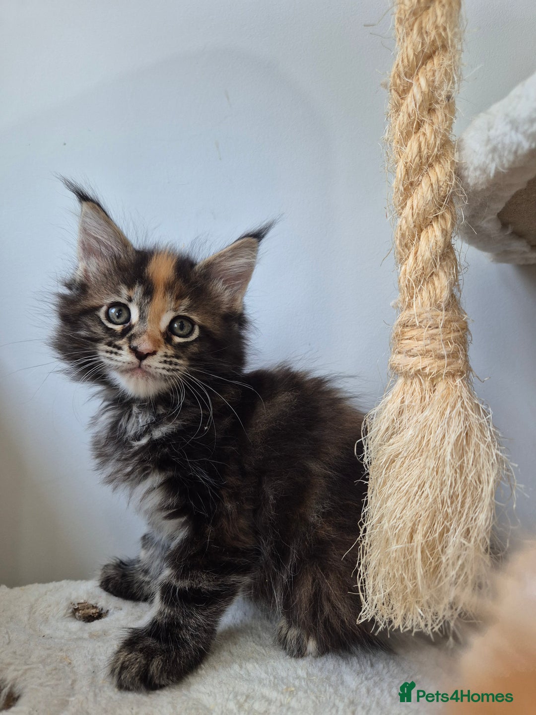 Maine Coon cats for sale: 6 TICA-Registered Maine Coon Kittens Available - Image 16