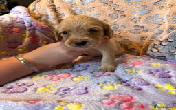 Cocker Spaniel dogs for sale: COCKER SPANIEL LITTER OF 9 IN SCARBOROUGH  - Image 27