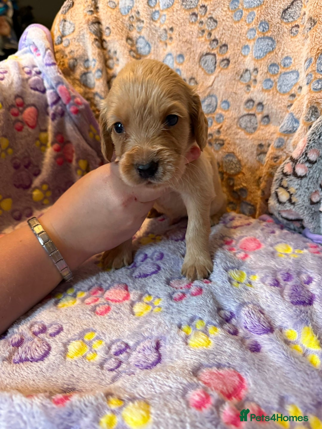 Cocker Spaniel dogs for sale: COCKER SPANIEL LITTER OF 9 IN SCARBOROUGH  - Image 27