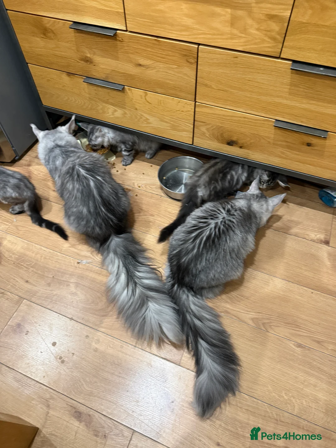 Maine Coon cats for sale: Maine Coon kittens  - Advert 13