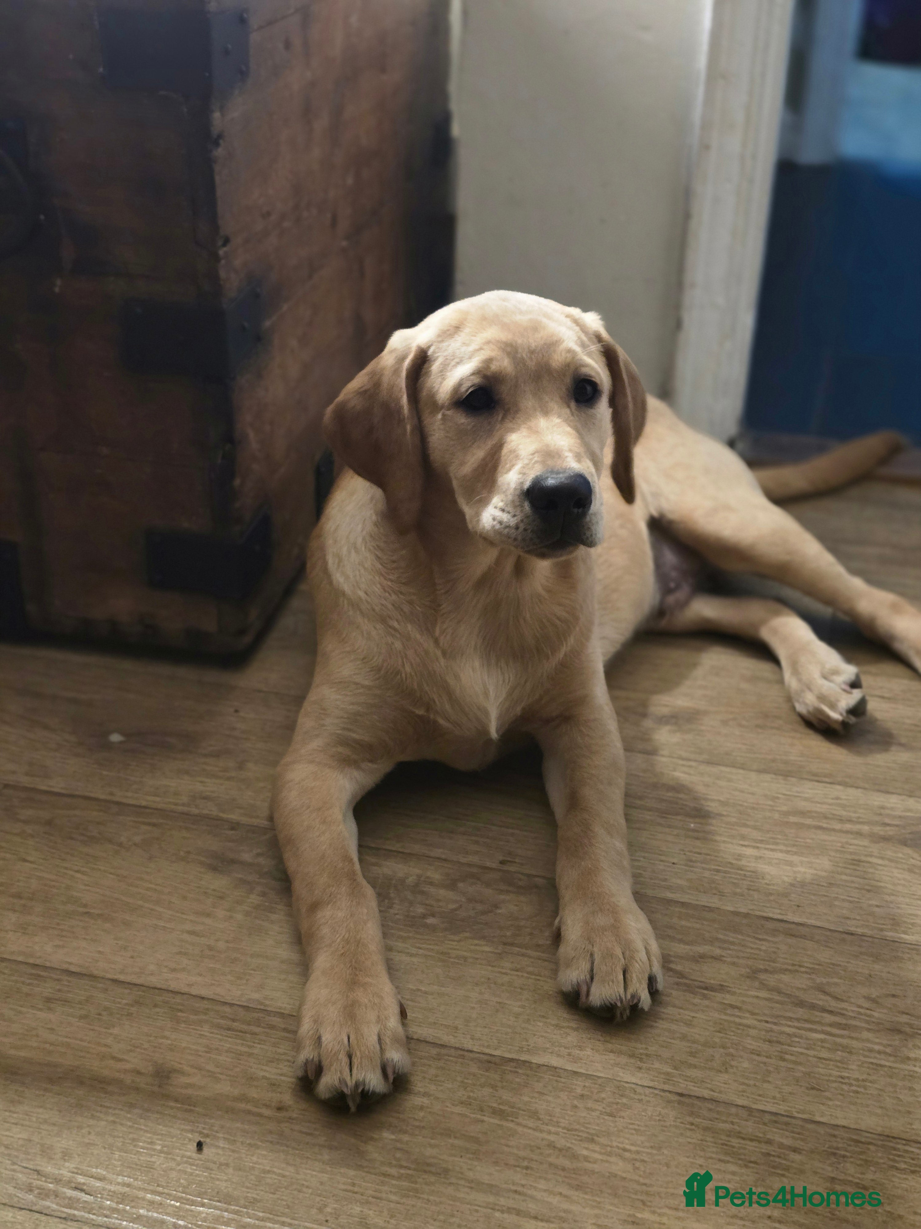 Labrador Retriever dogs Handsome Sam - Advert 1