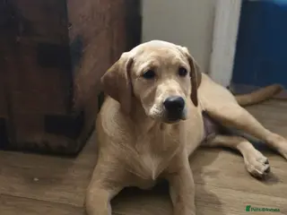 Labrador Retriever dogs Handsome Sam - Advert 1