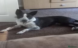 Border Collie dogs for sale: Border collie looking for new home - Image 13