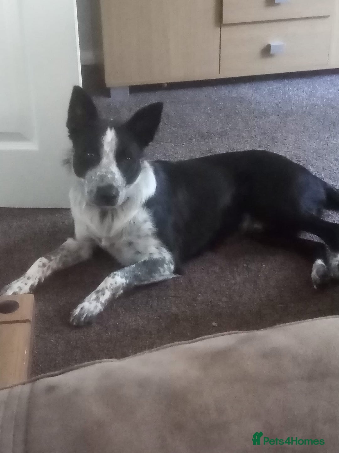 Border Collie dogs for sale: Border collie looking for new home - Image 13