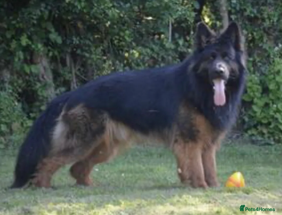 German Shepherd dogs for stud: German Shepherd Long Haired *Stud* - Advert 10