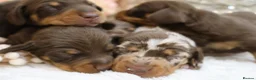 Miniature Dachshund dogs for sale: KC Miniature Dachshund Puppies - Advert 5