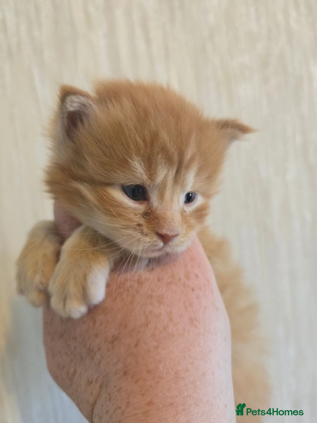 Maine Coon cats for sale: Red Maine Coon XXL Kittens - Advert 2