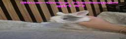 Mini Lion Lop rabbits for sale: Mini lion lops - Advert 6