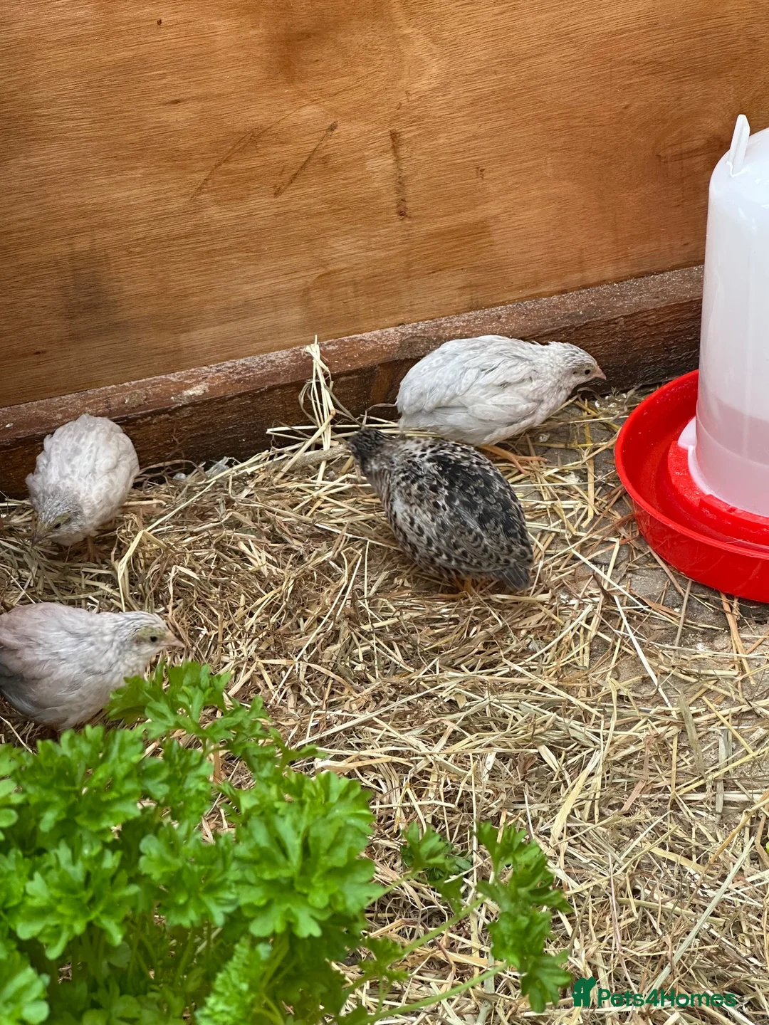 Quail poultry for sale: Chinese painted quail chicks  - Advert 2