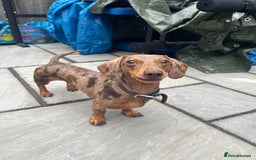 Miniature Dachshund dogs for stud: Beautiful miniature Dachshund for stud.  - Image 1