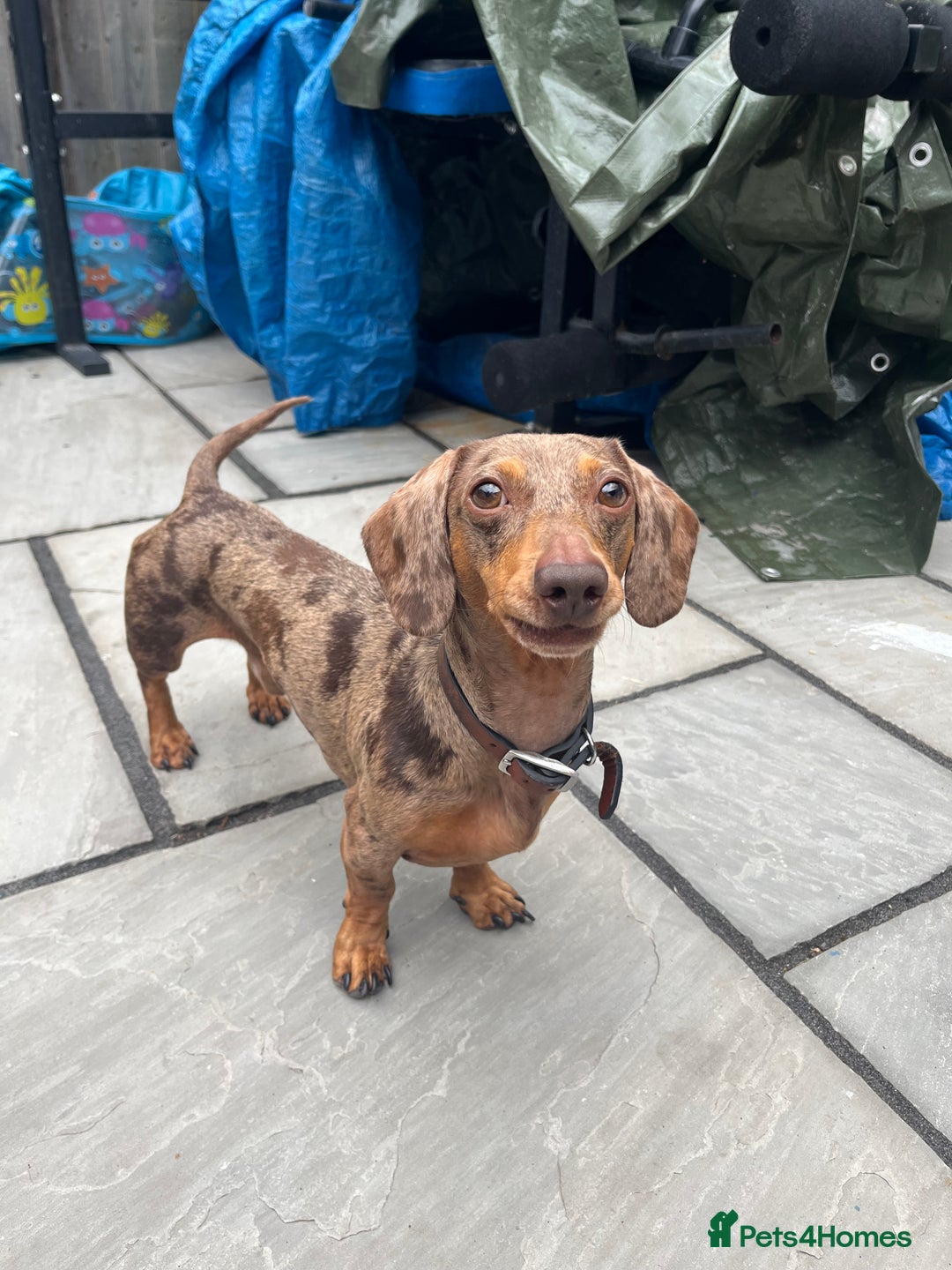 Miniature Dachshund dogs for stud: Beautiful miniature Dachshund for stud.  - Image 1