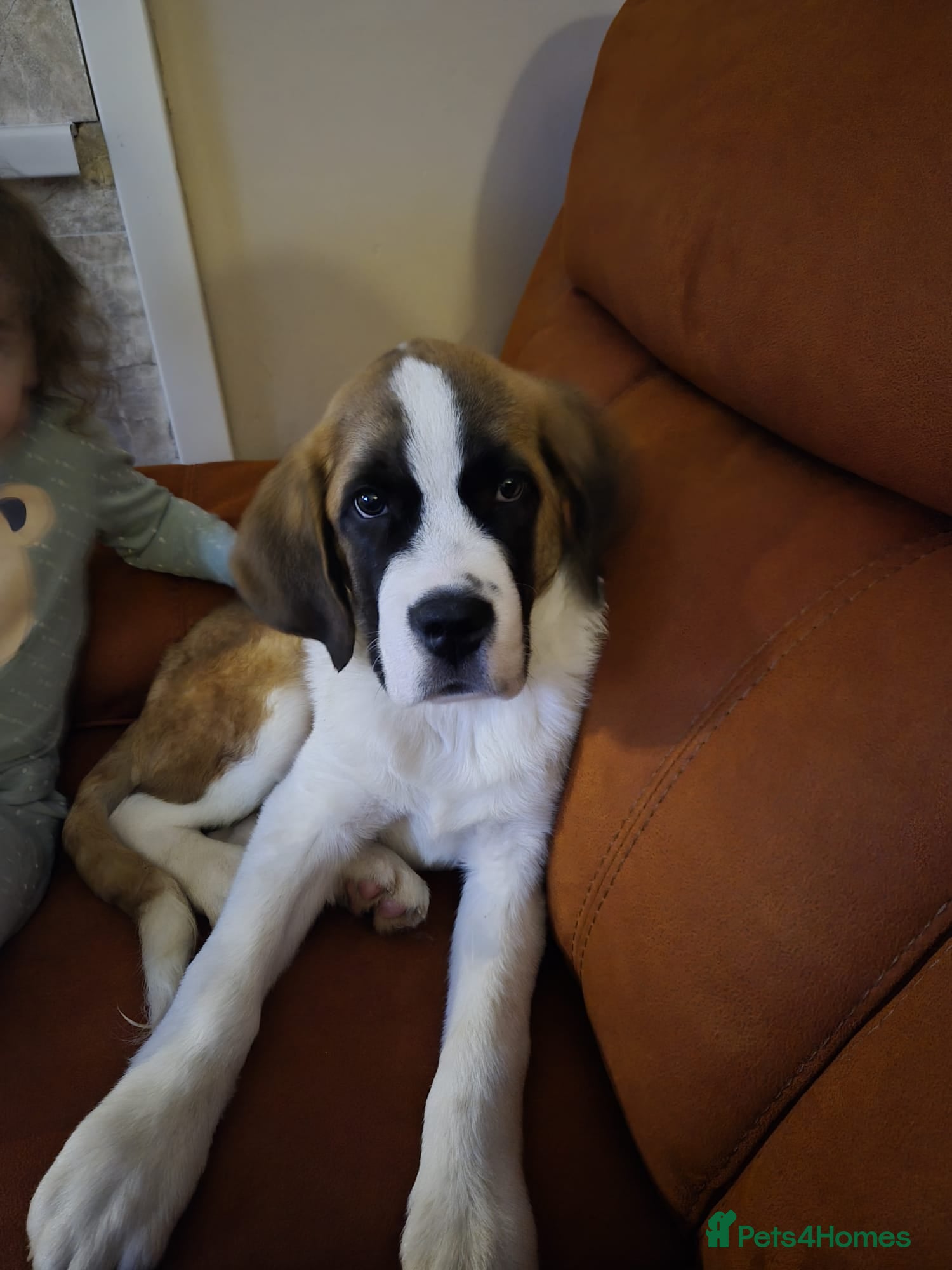 Saint Bernard dogs Beautiful male saint bernard pup  - Advert 3