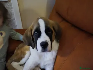 Saint Bernard dogs Beautiful male saint bernard pup - Advert 3