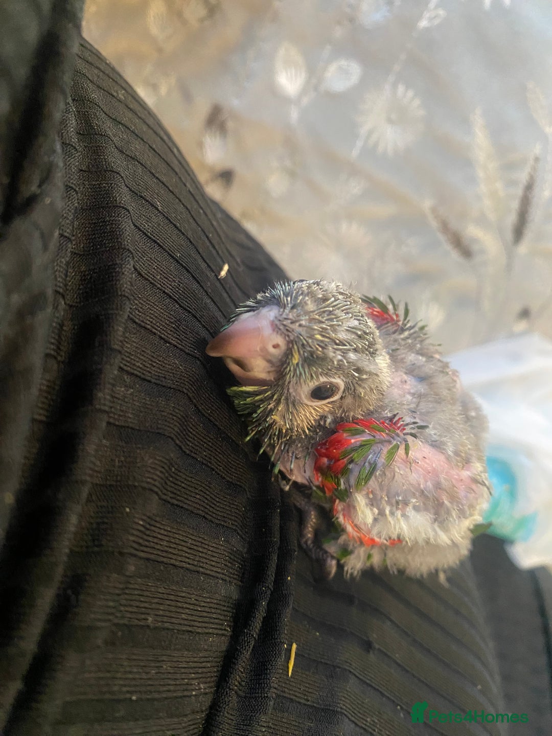 Mixed Breed birds for sale: Hand reared conures and avairy budgies  - Image 1