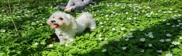 Maltese dogs for sale: Adorable Maltese Puppies Looking for Forever Homes - Advert 7