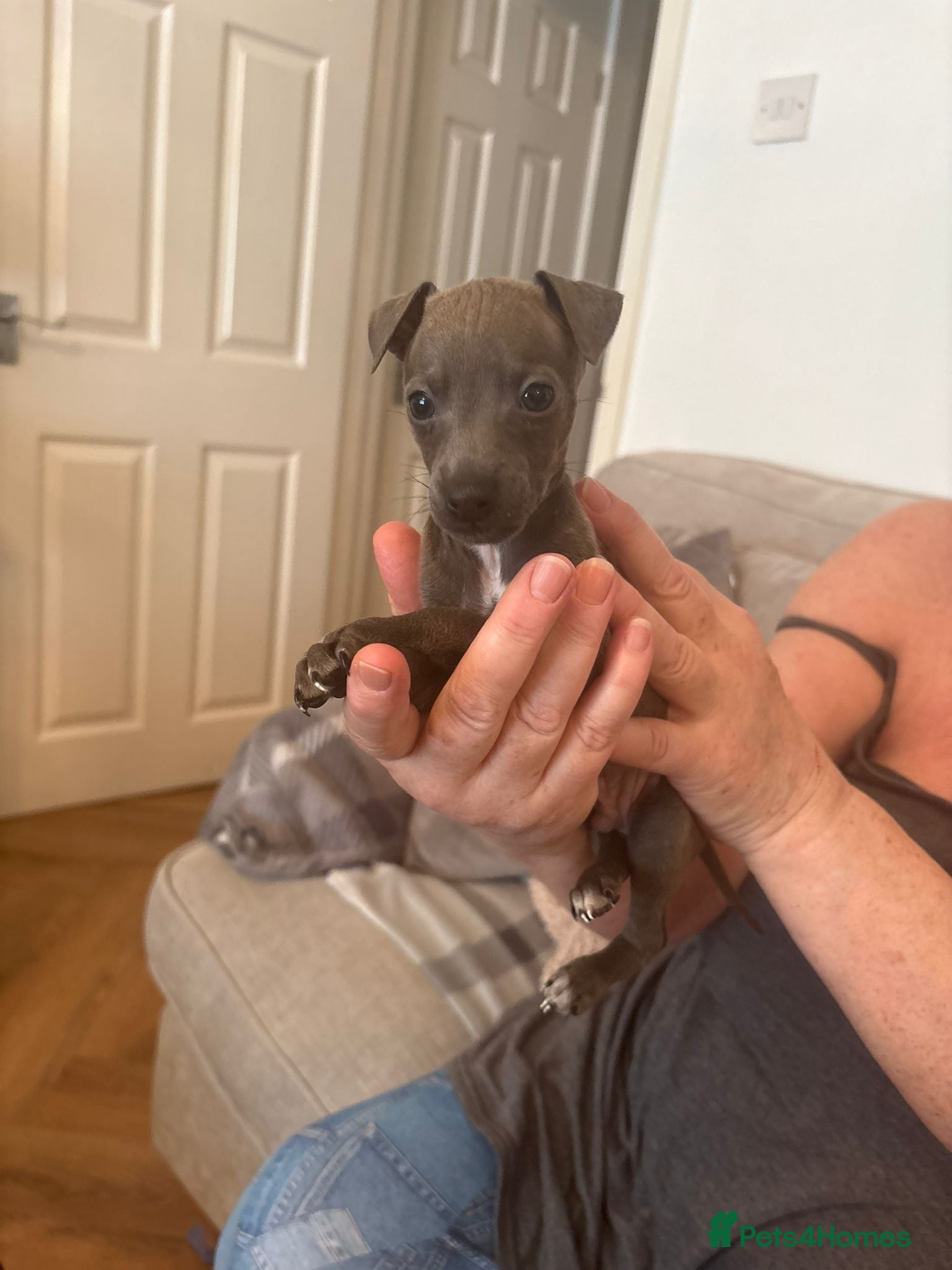 Italian Greyhound dogs Little Italian greyhound babies  - Advert 1