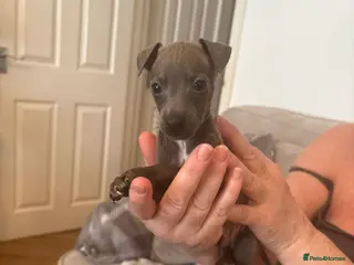 Italian Greyhound dogs Little Italian greyhound babies - Advert 1