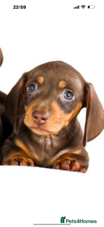 Miniature Dachshund dogs - Advert 7