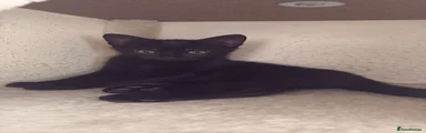 Mixed Breed Kitten 1