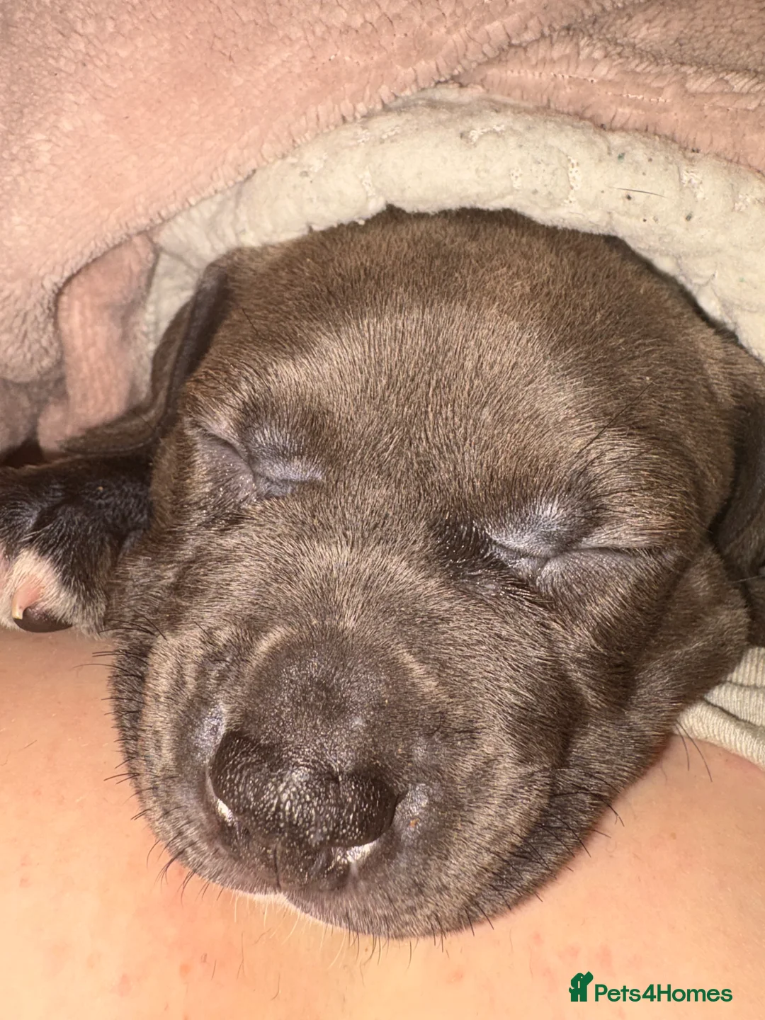 Mixed Breed dogs for sale: Our last beautiful pup lady blu - Advert 2