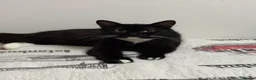Mixed Breed cats for sale: Lovely Mixed-Breed Kitten & Mother Pair  - Advert 5