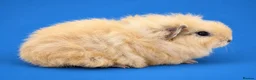 Guinea Pig rodents for sale: Bonded guinea pig boys swiss and Lakeland  - Advert 4