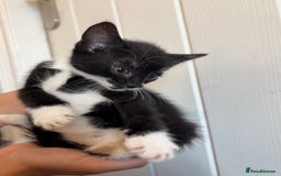 Domestic Shorthair cats for sale: Kittens for Sale  - Image 5
