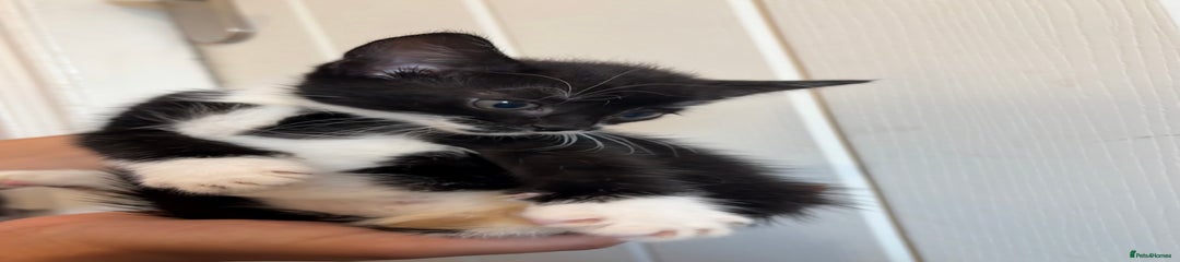 Domestic Shorthair Kitten 3