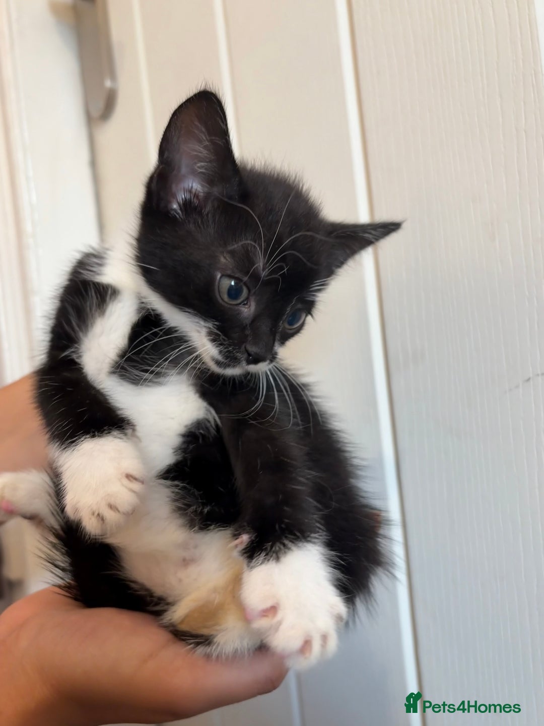 Domestic Shorthair cats for sale: Kittens for Sale  - Image 5