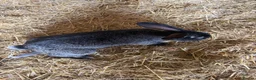 Continental Giant rabbits for sale: Quality Buck Rabbit - Advert 5