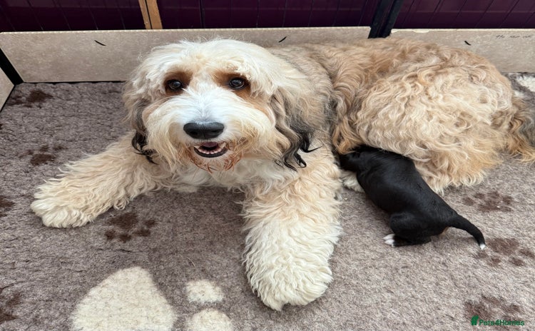 Bernedoodle dogs - Advert 1