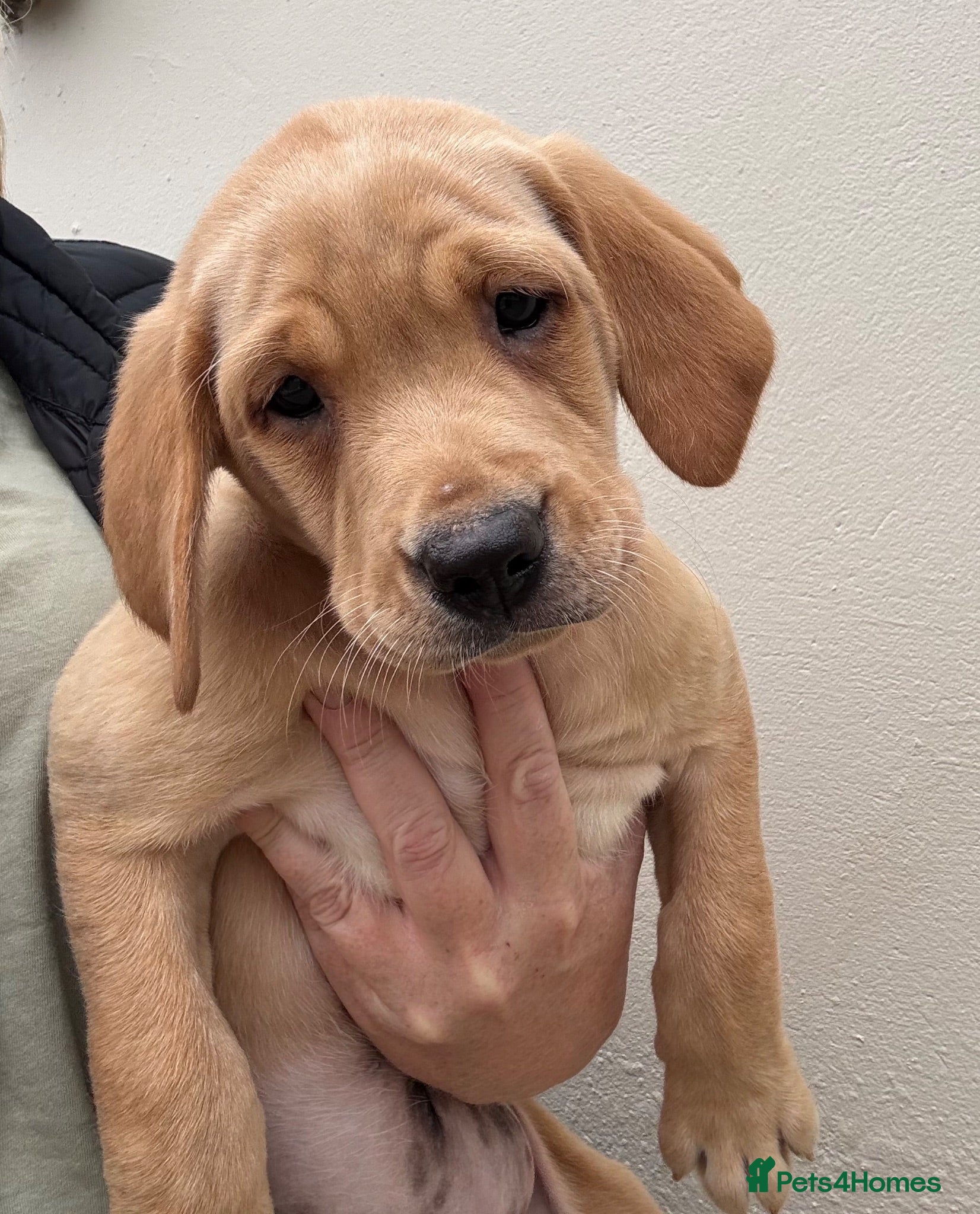 Labrador Retriever dogs Girls - Fully Health tested parents, Red & golden - Advert 2