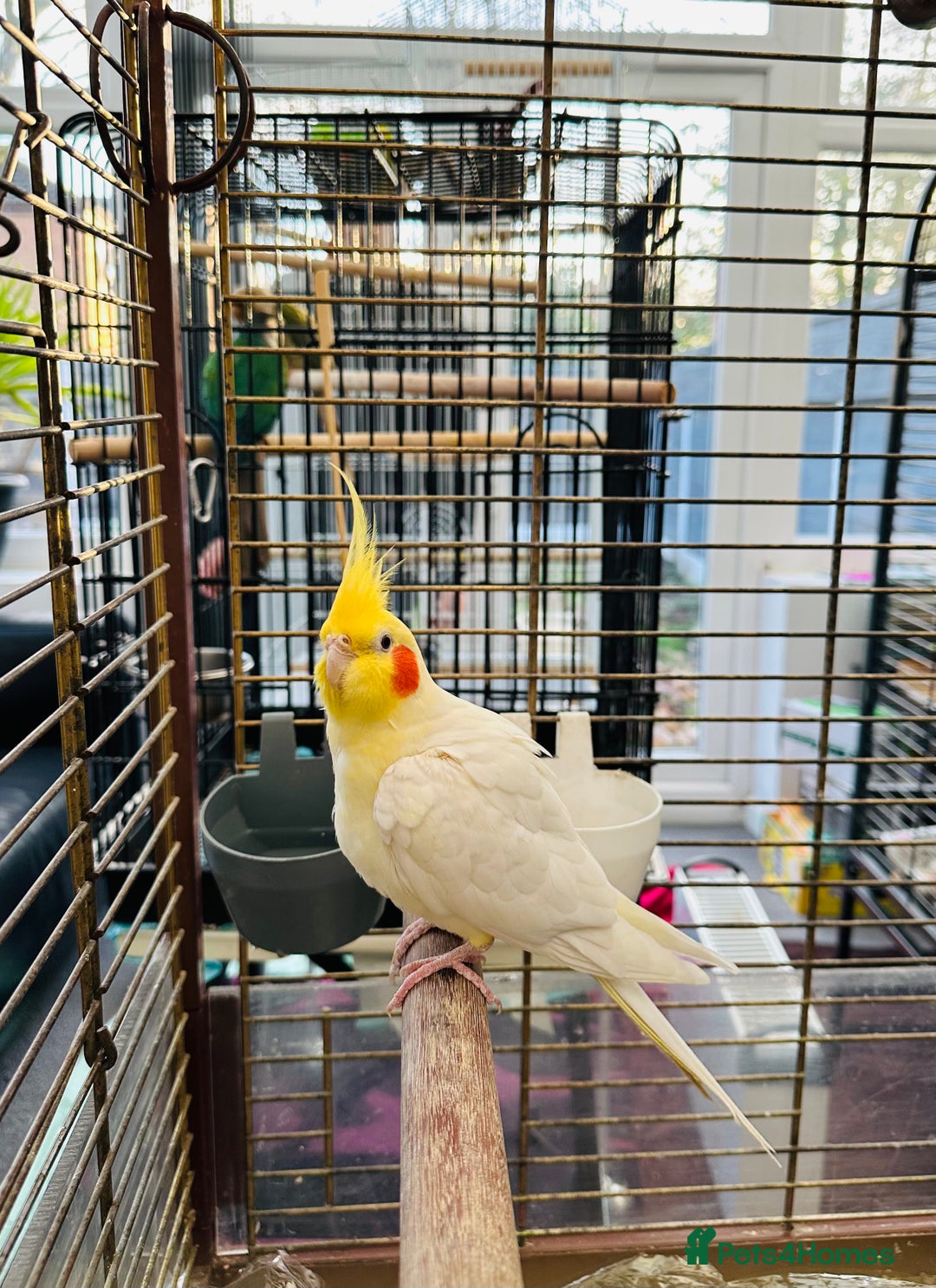Cockatiels birds for sale: Cockatiel Female + Full Setup Included - Advert 4