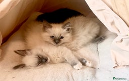 Ragdoll cats for sale: traditional Mitted ragdoll’s - Advert 3