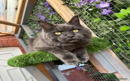 Maine Coon cats for sale: Giant Maine Coon! 20+ Generation Champion Heritage - Image 4