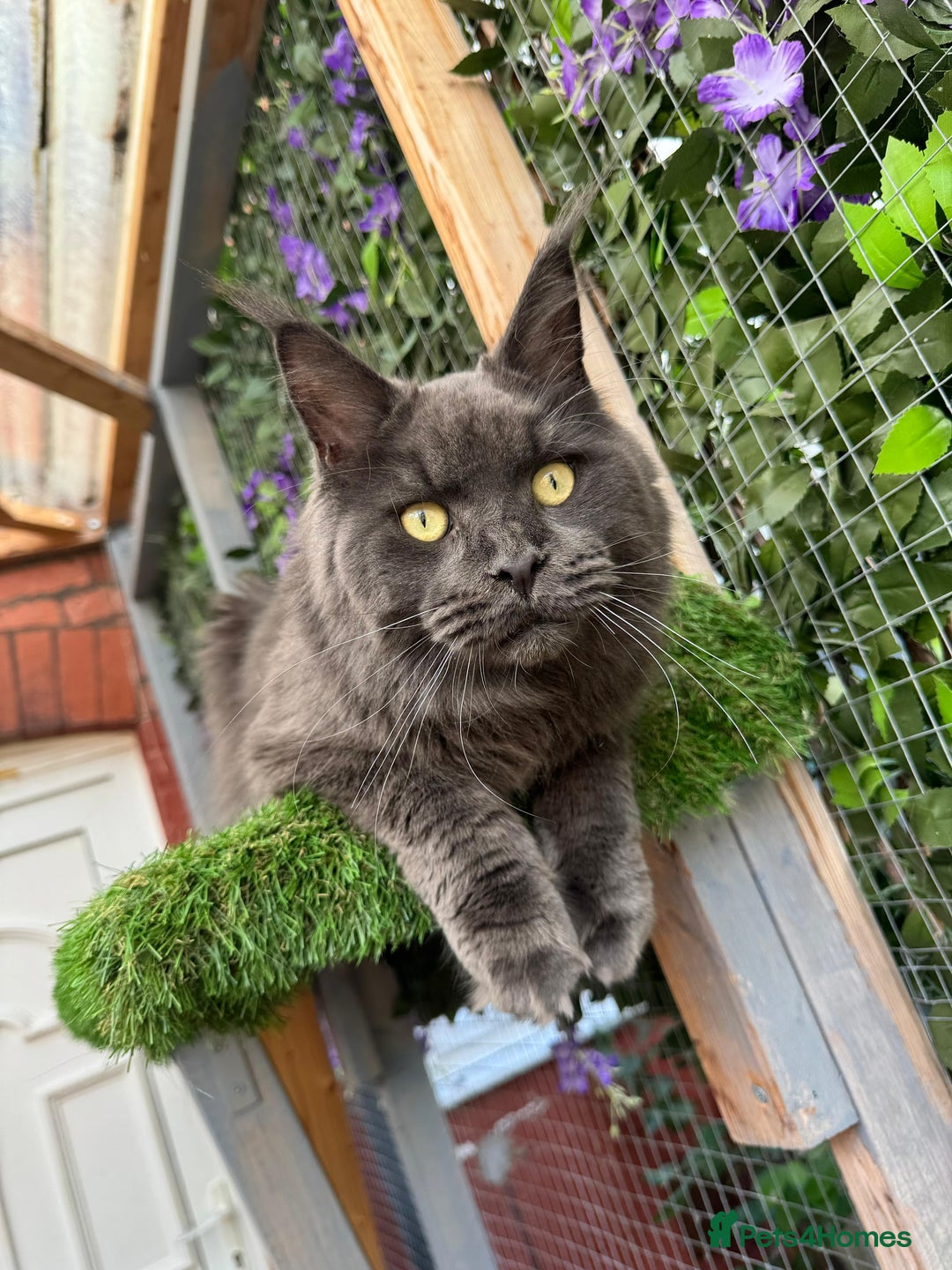 Maine Coon cats for sale: Giant Maine Coon! 20+ Generation Champion Heritage - Image 4