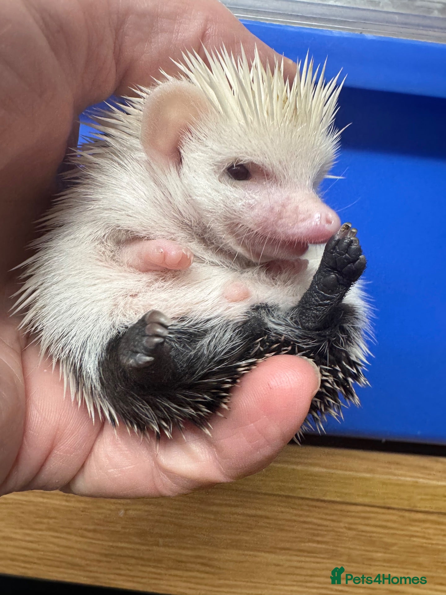 Pygmy Hedgehog rodents 8 week old reverse pinto boy READY  - Advert 1