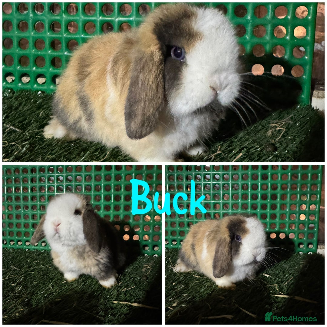 Mini Lop rabbits for sale: Pure breed mini lops  - Advert 1