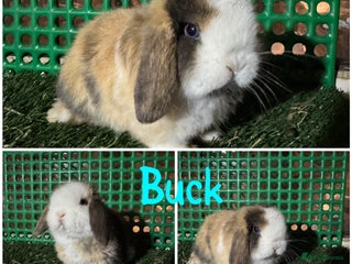 Mini Lop rabbits Pure breed mini lops - Advert 1