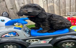 Cockapoo dogs for sale: COCKERPOO’S READY TO LEAVE NOW!  - Image 15