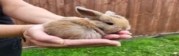 Mini Lop rabbits for sale: Beautiful mini lops - Advert 26