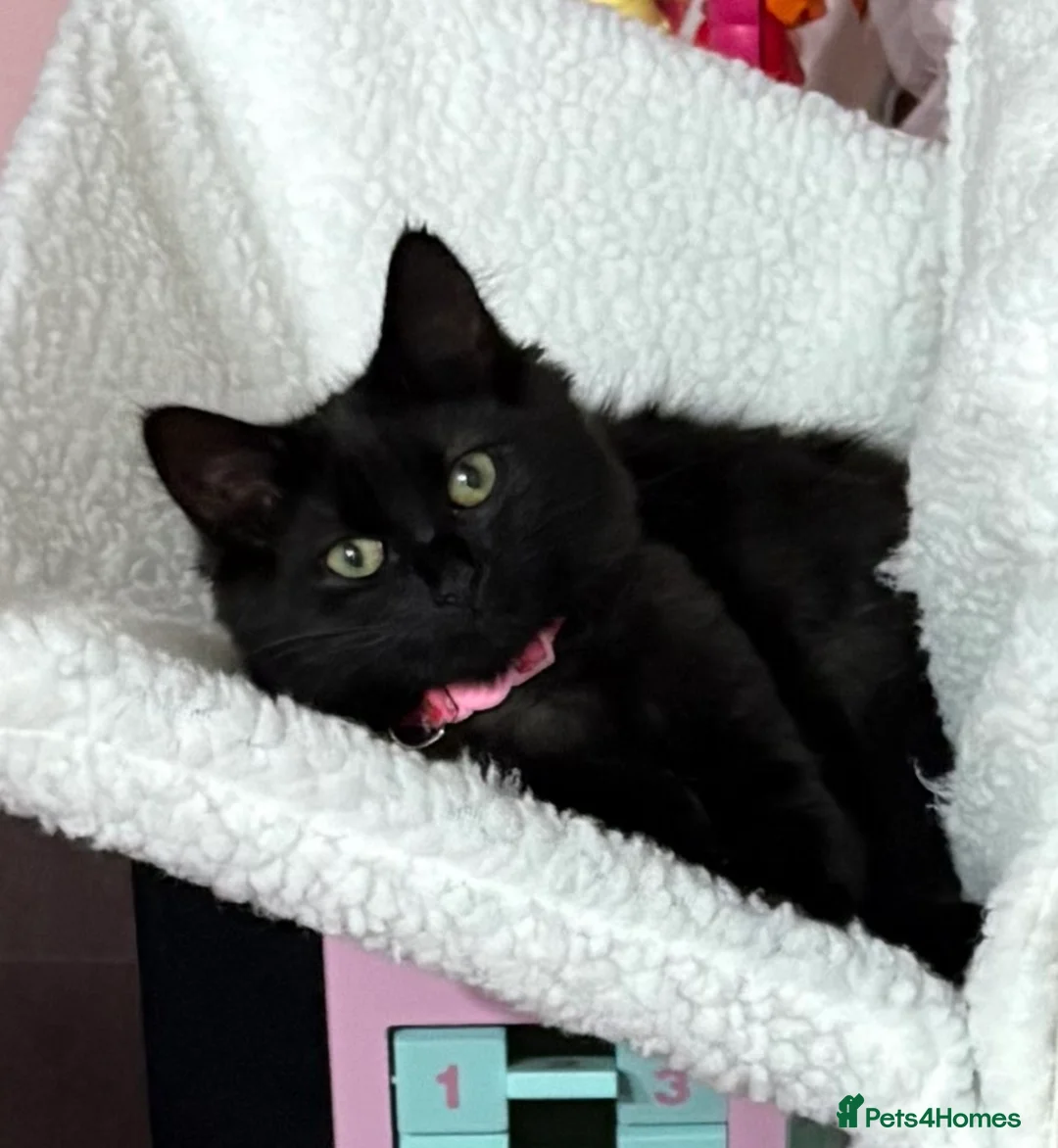 Mixed Breed cats for sale: Rehoming our girl Bella  in Blackwood - Advert 2