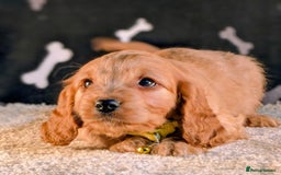 Cavapoo dogs for sale: Adorable Cavapoo Puppies Ready for thier new home - Image 5