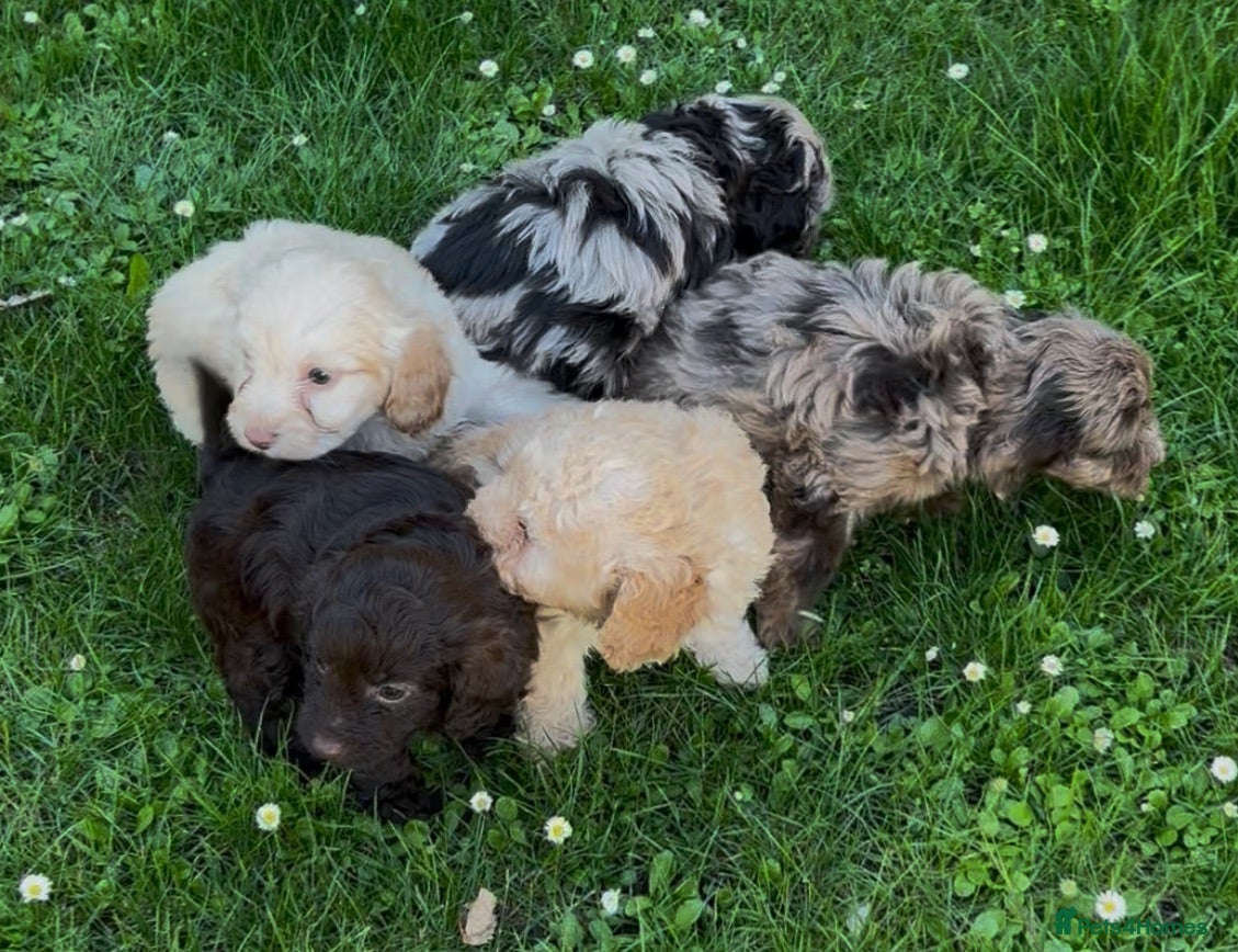 Cockapoo dogs Adorable Cockapoo puppies  - Advert 5