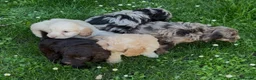 Cockapoo dogs for sale: Adorable Cockapoo puppies  - Advert 3