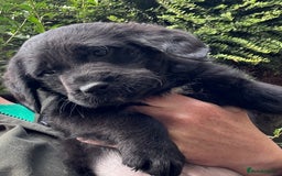 Australian Labradoodle dogs for sale: Stunning Multigen Mini Australian Labradoodle mix. - Image 9