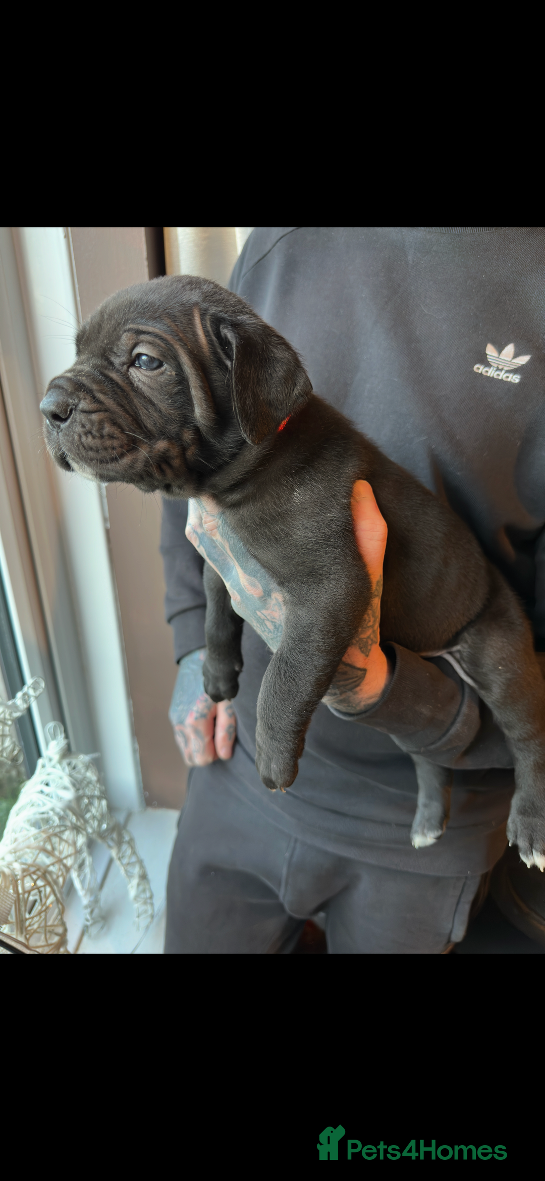 Mixed Breed dogs for sale: Presa X Neo puppies - Advert 12