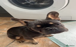 French Bulldog dogs for sale: 2 year old male, name is Blue - Image 13