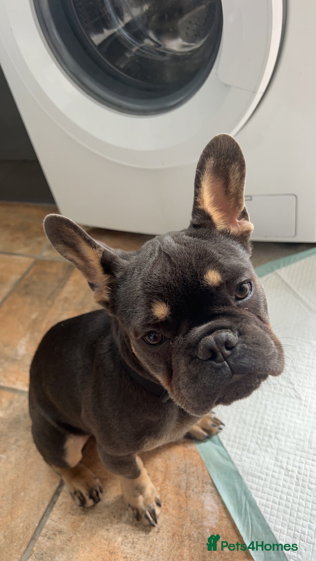 French Bulldog dogs for sale: 2 year old male, name is Blue - Image 13