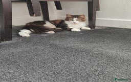 Maine Coon cats for sale: Norwegian Forest Cat - Image 4